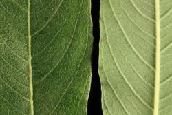 Salix myrsinifolia. Upper (left) and lower leaf surfaces.
 Image: D. Glenny © Landcare Research 2020 CC BY 4.0